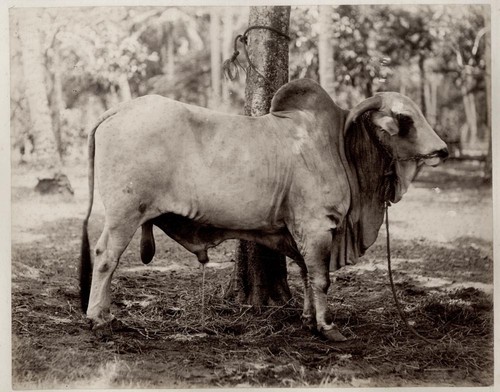 Foto epoca ceylon - d'epoca, lanka